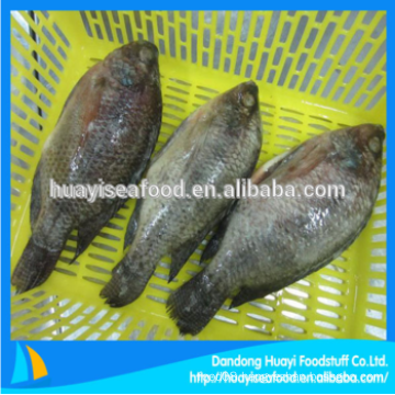 frozen tilapia whole